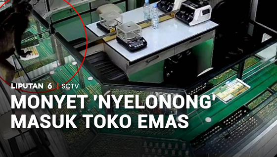 Monyet "Nyelonong" Masuk Toko Emas