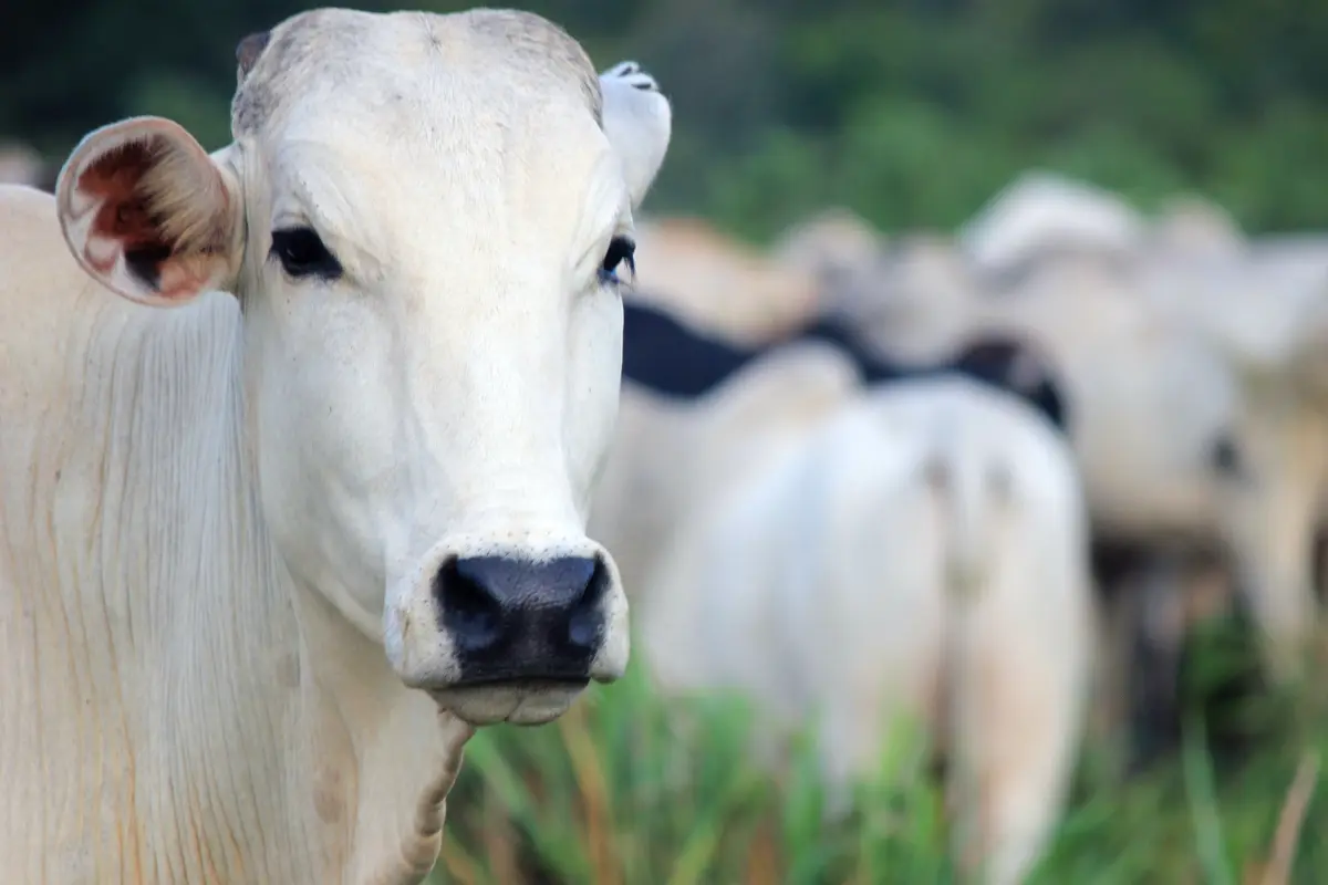 Sapi Termahal di Dunia Dihargai Rp65 Miliar, Kulitnya Sulit Ditembus Parasit