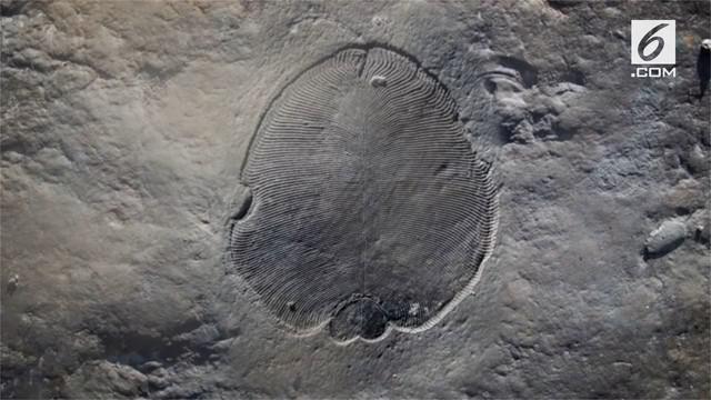 450 Koleksi Gambar Fosil Hewan Purba Terbaik