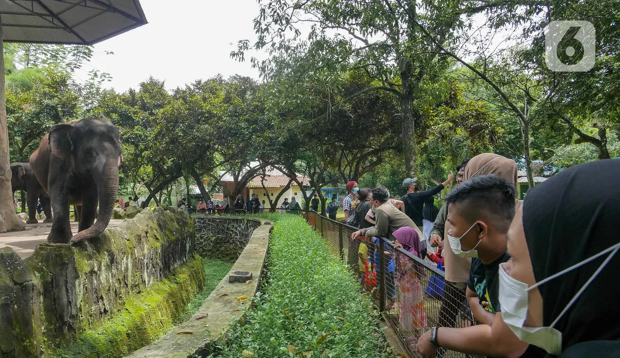 Pengunjung melihat gajah di Taman Margasatwa Ragunan, Jakarta, Senin (28/2/2022). Tempat wisata di Jakarta ramai dikunjungi warga saat libur Isra Miraj 2022. (Liputan6.com/Herman Zakharia)