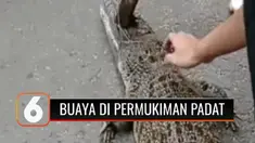 Munculnya seekor buaya di selokan permukiman padat penduduk di Tambora, Jakarta Barat, meresahkan warga. Agar tidak membahayakan, warga memutuskan untuk menangkap buaya yang memiliki panjang hampir 2 meter tersebut.