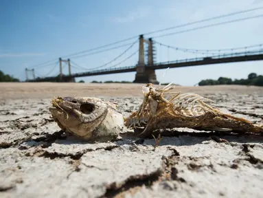 Tulang ikan terlihat di bagian kering dasar Sungai Loire di Montjean-sur-Loire, Prancis barat (24/7/2019). Gelombang panas tengah melanda sebagian besar Eropa termasuk Prancis yang akan mencetak rekor suhu terbaru di beberapa negara. (AFP Photo/Loic Venance)