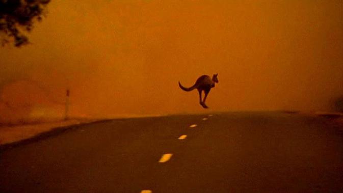 Seekor kanguru melarikan dari kebakaran semak di Victoria Australia. Foto diambil pada 2013 (ABC.Net.AU)