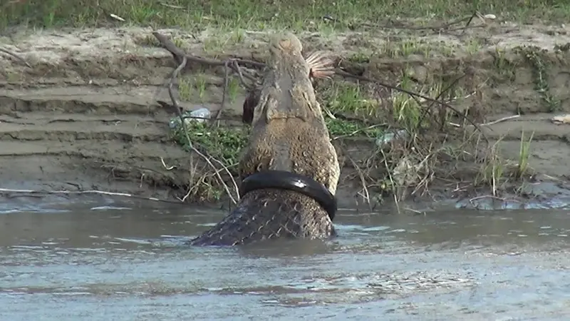 Buaya berkalung ban memakan ayam yang diberikan warga di Tepi Sungai Palu pada Desember 2019 lalu. (Foto: Liputan6.com/Heri Susanto)