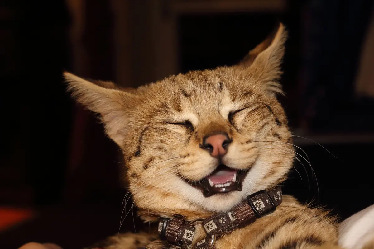 Foto anak kucing jenis savannah. (Val Raw/Pixabay)
