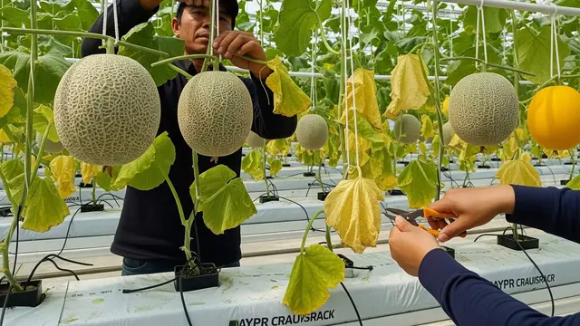 cara budidaya melon hidroponik hasil melimpah super lebat
