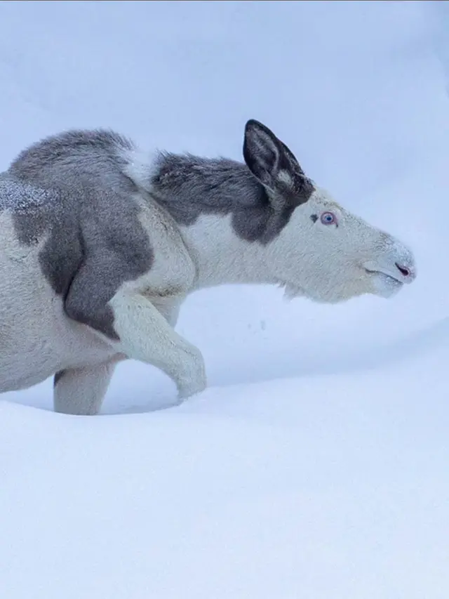 Moose Piebald muncul di Norwegia