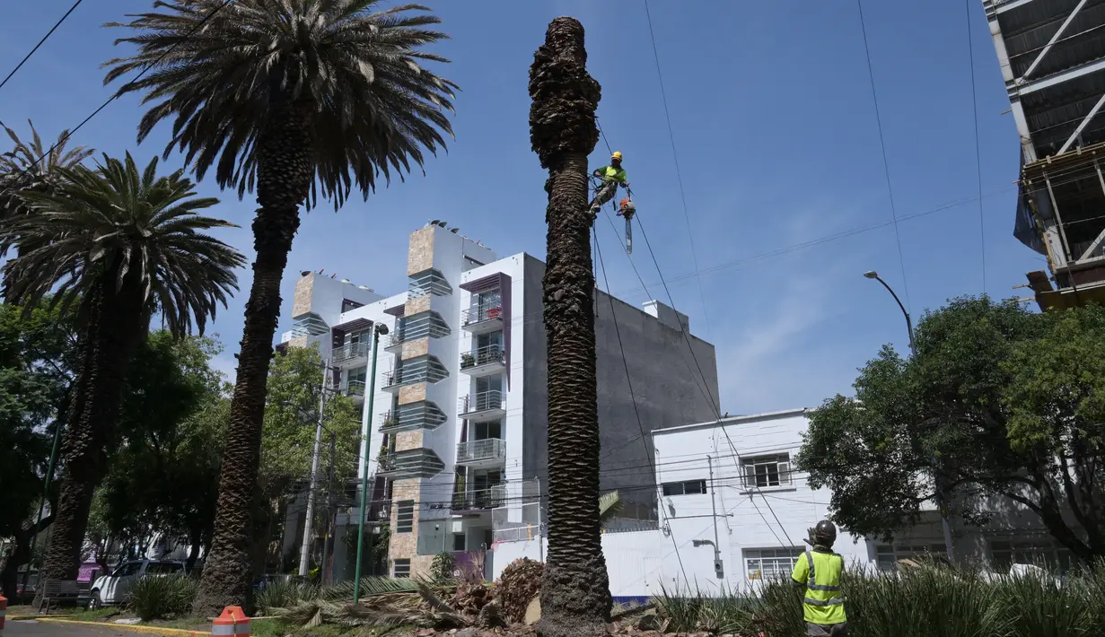 Namun, pohon-pohon yang memberikan keteduhan dan warna hijau di Mexico City mengalami penguningan yang mematikan, yang menurut para ahli disebabkan oleh kumbang palem merah, sejenis kumbang. (RODRIGO ARANGUA / AFP)