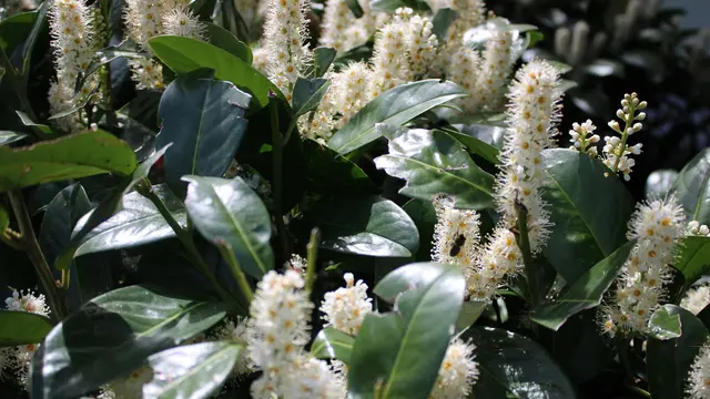 Clethra, Semak Harum untuk Area Teduh