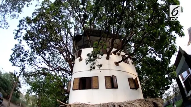 Kul Pradeep Singh membuat rumah yang unik. Rumah dibangun diatas pohon mangga berusia 80 tahun.