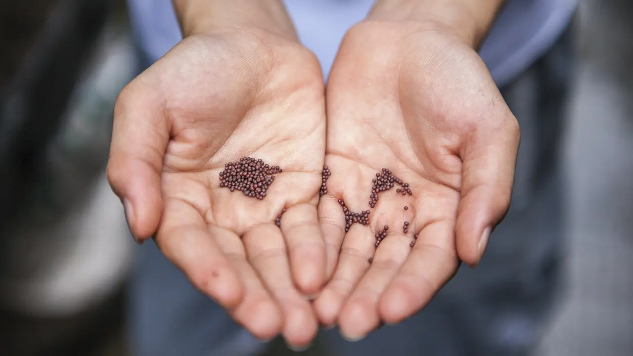 Ilustrasi chia seed