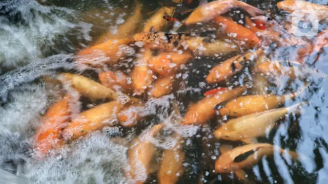 Warga Puri Pamulang Menyulap Selokan Jadi Kolam Ikan