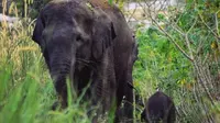 Gajah sumatra bernama Seruni usai melahirkan anaknya pada awal Januari 2018 di Kabupaten Bengkalis. (Liputan6.com/Istimewa/M Syukur)