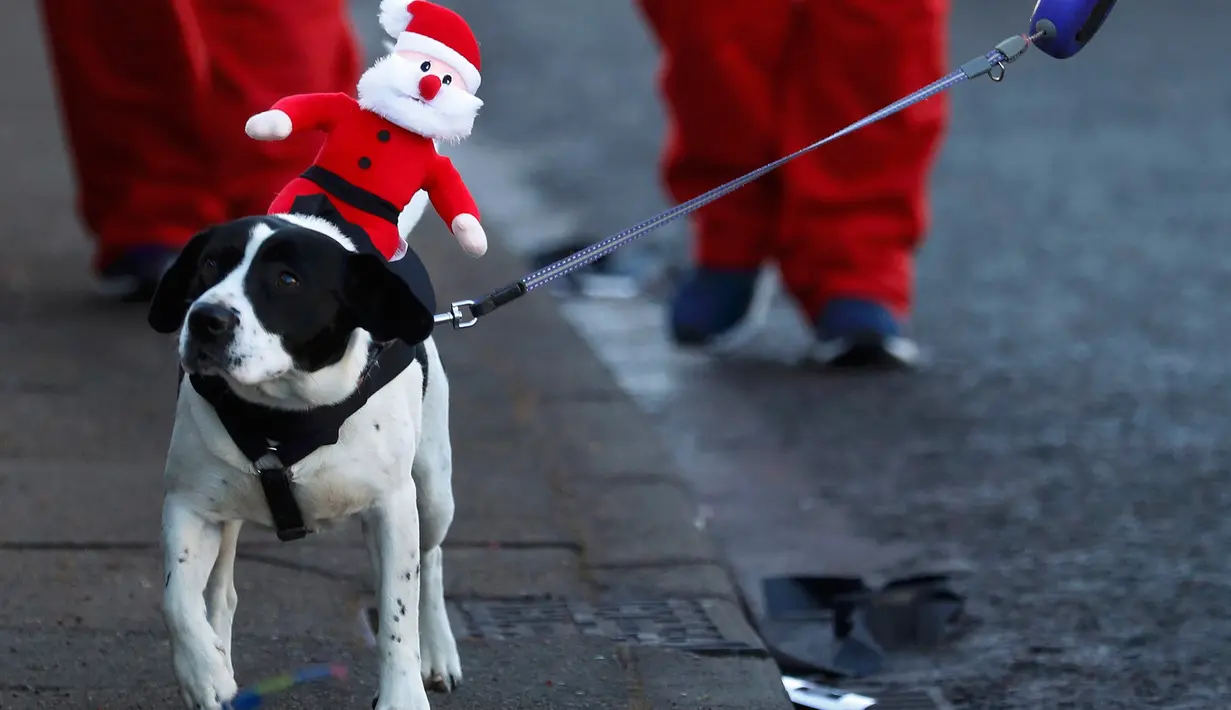 Seekor anjing membawa boneka Santa Claus ikut memeriahkan balap lari Santa Dash di Liverpool, Inggris, Minggu (4/12). Berbeda dengan lomba lari biasa, dalam ajang tahunan ini peserta lomba berlari mengenakan kostum Santa Claus. (Reuters/Phil Noble)
