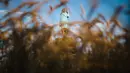 Patung kayu yang menampilkan sosok Melania Trump di pinggiran Sevnica, Slovenia, 5 Juli 2019. Ukiran kayu raksasa tersebut didesain oleh seniman Amerika Serikat, Brade Downey yang kemudian dikerjakan oleh seniman Slovenia, Ales Zupevc menggunakan gergaji mesin. (Jure Makovec/AFP)