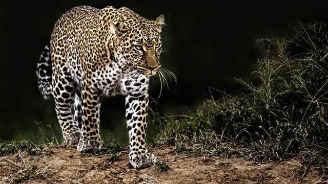Ilustrasi macan tutul