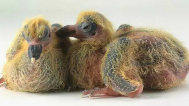10 Bayi Hewan Menggemaskan yang Jarang Dilihat