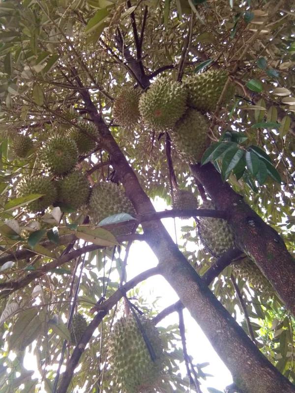 Pohon durian Bawor berusia muda sudah mulai berbuah. (Foto: Liputan6.com/Dinkominfo PBG/Muhamad Ridlo)