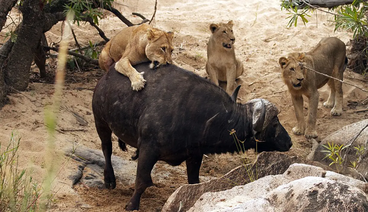Kerbau tua tersebut terlihat berusaha melepaskan diri dari serangan lima ekor singa kelaparan yang terus menyerangnya, di Londolizi Game Reserve, dekat Taman Nasional Kruger, Afrika, Kamis (23/7/2015). (Dailymail)