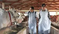 Pj Gubernur Jatim Adhy Karyono mengecek kondisi hewan kurban. (Dian Kurniawan/Liputan6.com)