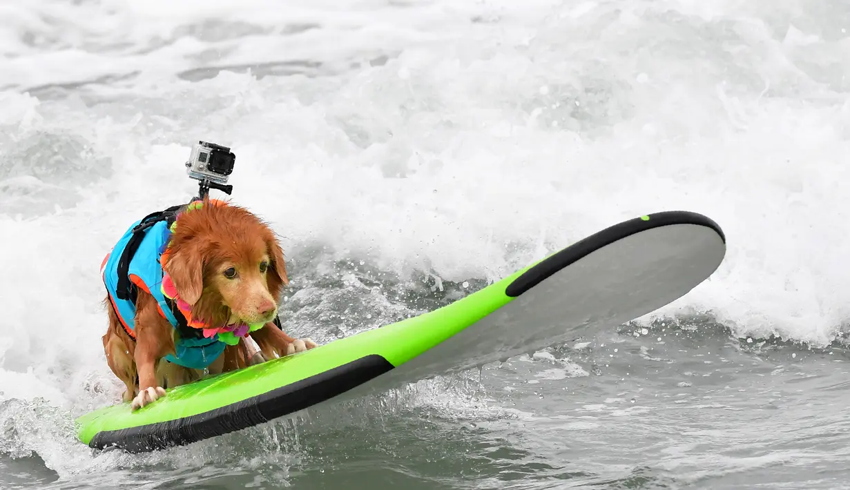 Seekor anjing berselancar di atas ombak saat mengikuti kompetisi tahunan City Surf Dog di Huntington Beach, California, Sabtu (29/9). Dengan papan selancarnya, puluhan anjing peserta berkompetisi menaklukkan ganasnya ombak. (AFP/Frederic J. BROWN)