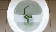 Ular di toilet (created by AI)