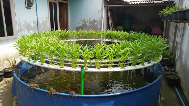 Budidaya Lobster Air Tawar dan Kangkung Air dalam Kolam Terpal Sederhana