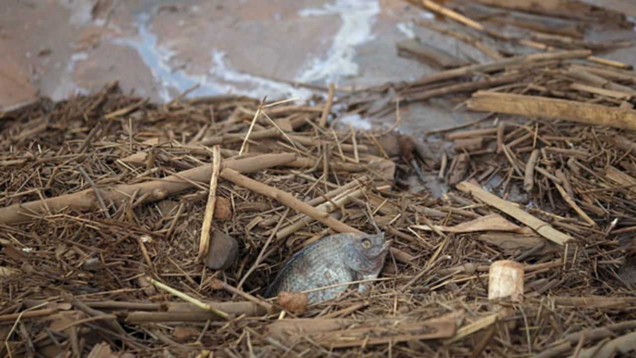 Tim Biologi Sigap Selamatkan Ekosistem Pascajebol Tanggul Brasil