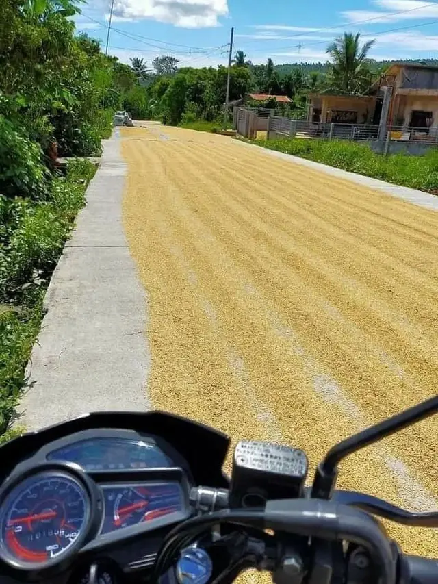 Kumpulan Potret Padi Dijemur di Tengah Jalan, Kendaraan Bermotor Jadi Sulit Melintas (ist)