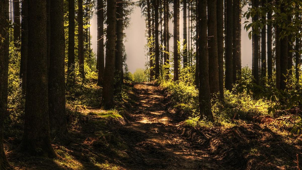 12 Negara dengan Hutan Terluas di Dunia, Indonesia Berada di Posisi Berapa?