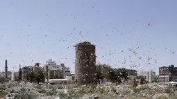 Sekawanan belalang gurun terbang di langit Sanaa, Yaman (9/10/2020). Kawanan belalang gurun menyerbu Sanaa, ibu kota Yaman, pada Jumat (9/10). (Xinhua/Mohammed Mohammed)