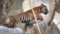 Seekor harimau sumatera muda bermain di kandangnya di kebun binatang di Berlin, Jerman (22/11). Total empat anak Harimau Sumatera lahir pada 4 Agustus 2018, diberi nama Oscar, Willi, Seri dan Kiara. (AP Photo/Michael Sohn)