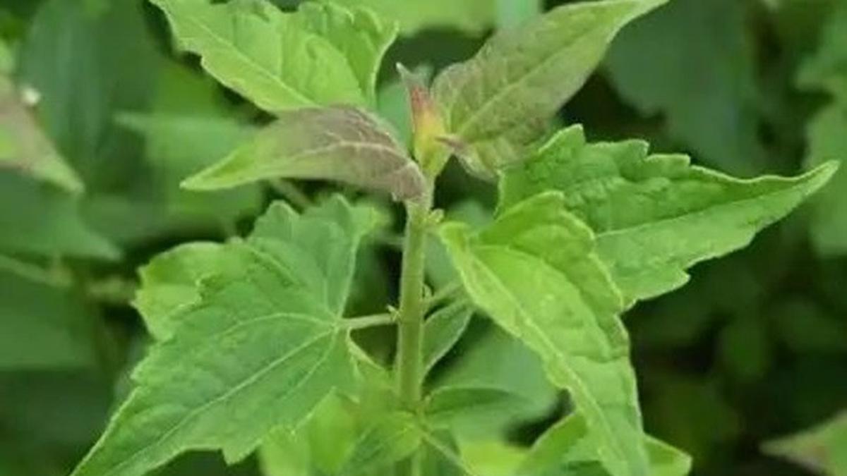 Daun Balakacida untuk Obat Asam Lambung, Berikut Cara Mengolahnya