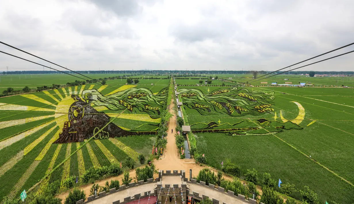 Foto udara gambar kereta api yang dibuat dengan menggunakan varietas padi yang berbeda terlihat di sebuah sawah di Shenyang, provinsi Liaoning, China, 24 Juni 2020. Saat ini pembuatan karya lukis di sawah sudah menjadi tradisi para petani di daerah tersebut. (STR/AFP)