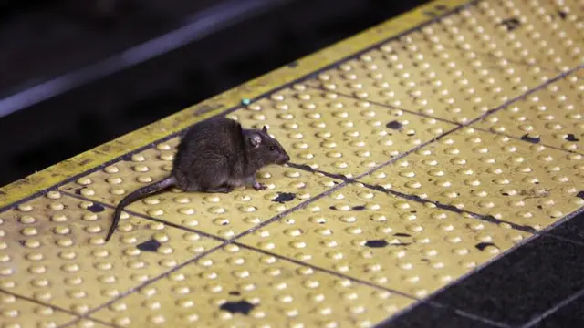 6 Potret Paris yang Dipenuhi Tikus, Populasinya Disebut Lebih dari Warga