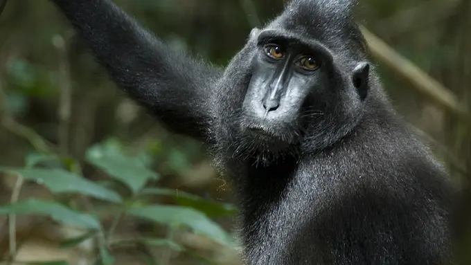 Terancam Punah, Organisasi “Selamatkan Yaki” Buat Game Online