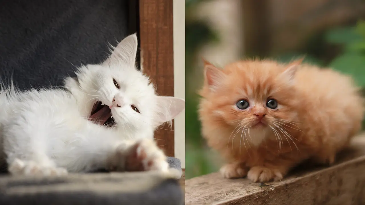 Kucing angora dan persia