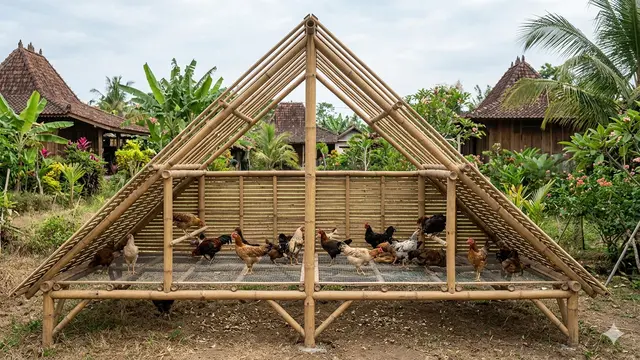 Desain Kandang Ayam Dinding Bambu Murah dan Sejuk. Gemini