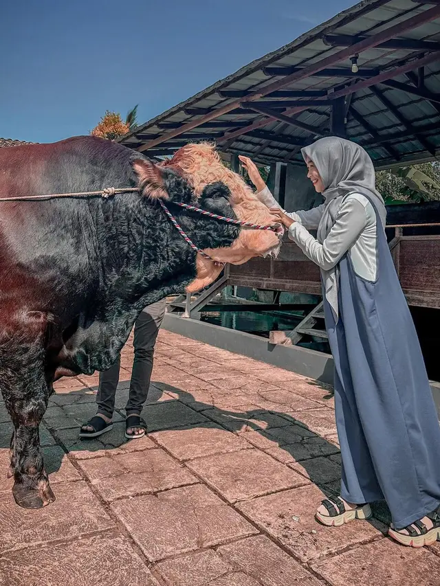 6 Potret Ria Ricis dengan Sapi Jumbo untuk Kurban, Rela Berburu hingga Purworejo