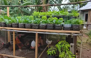 7 Cara Membuat Kebun Sayur di Atas Kandang Ayam dengan Galon Bekas