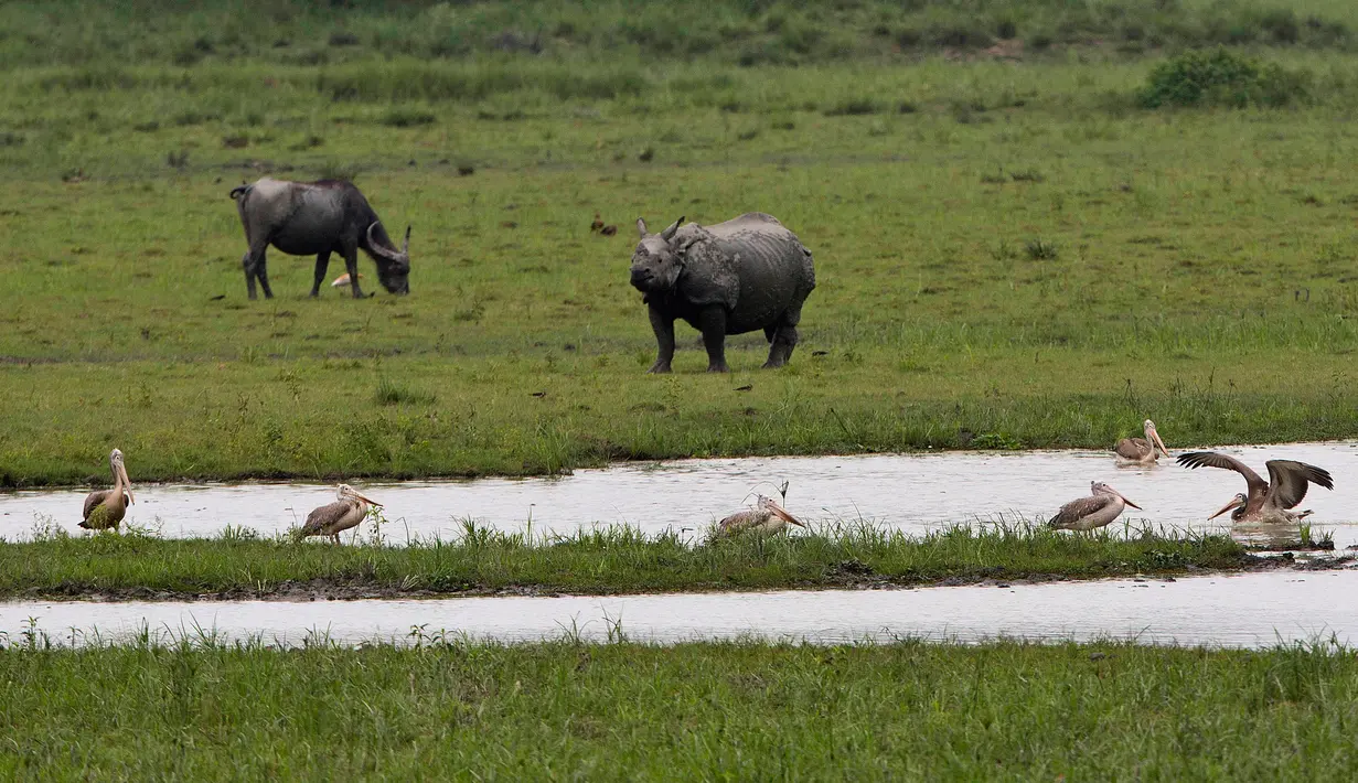 Sejumlah satwa liar terlihat di tempat perlindungan satwa liar Pobitora, sekitar 60 kilometer di timur Gauhati, India, (23/5). Pobitora dinyatakan sebagai hutan yang dilindungi pada tahun 1971 dan suaka margasatwa tahun 1987. (AP Photo/Anupam Nath)