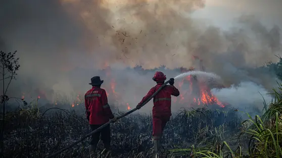 Kebakaran Hutan dan Lahan Berulang, Bahaya Jangka Panjang Mengintai
