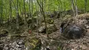 Suad Keserovic dan bola batu temuannya di dalam hutan di Desa Podunavlje, Zavidovici, Bosnia dan Herzegovina, Senin (11/4). Pria itu mengklaim bola batu berdiameter 3,30 meter tersebut memiliki berat sekitar 35 ton. (REUTERS/Dado Ruvic)