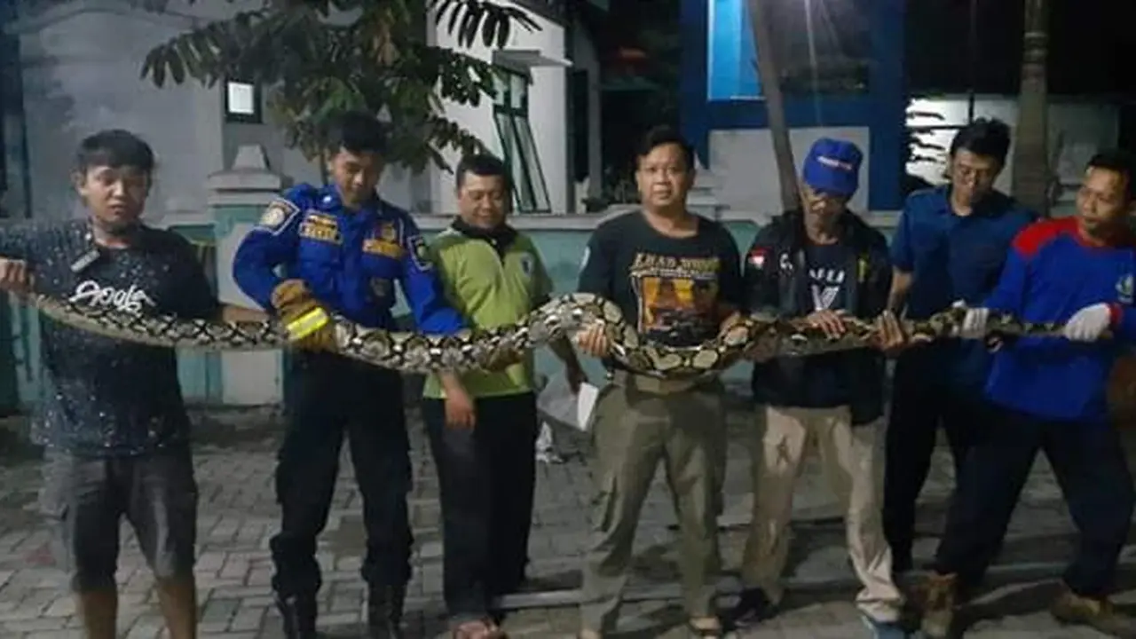 Ular Piton kerap muncul dan meresahkan warga di sejumlah daerah di Kabupaten Blora, Jawa Tengah (Liputan6.com/Ahmad Adirin)