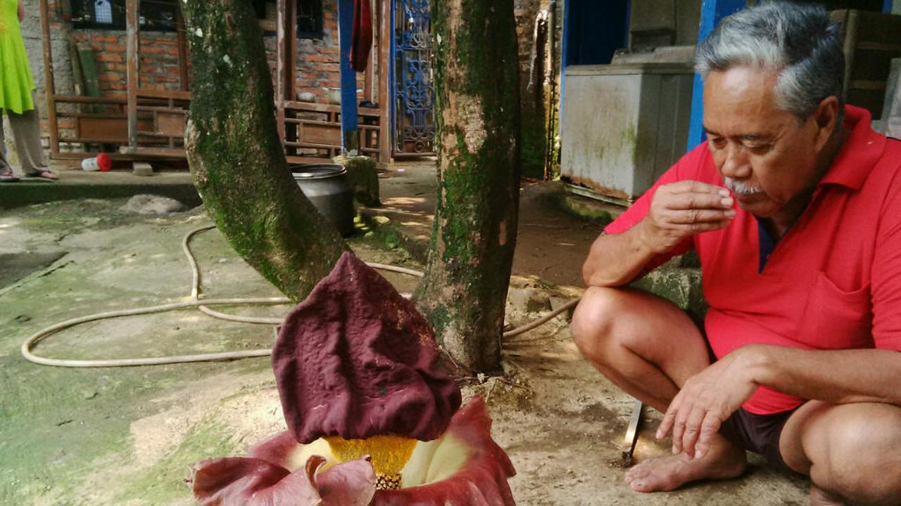 Heboh, Bunga Bangkai Raksasa Tumbuh di Pekarangan Warga Bogor