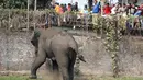 Seekor gajah liar dengan panah berisi obat penenang di sisi bagian belakangnya berkeliaran di Siliguri negara bagian Bengal Barat, India, Rabu (10/2). Gajah itu keluar dari habitatnya di hutan Baikunthapur dan masuk ke kota. (AFP PHOTO / Diptendu Dutta)