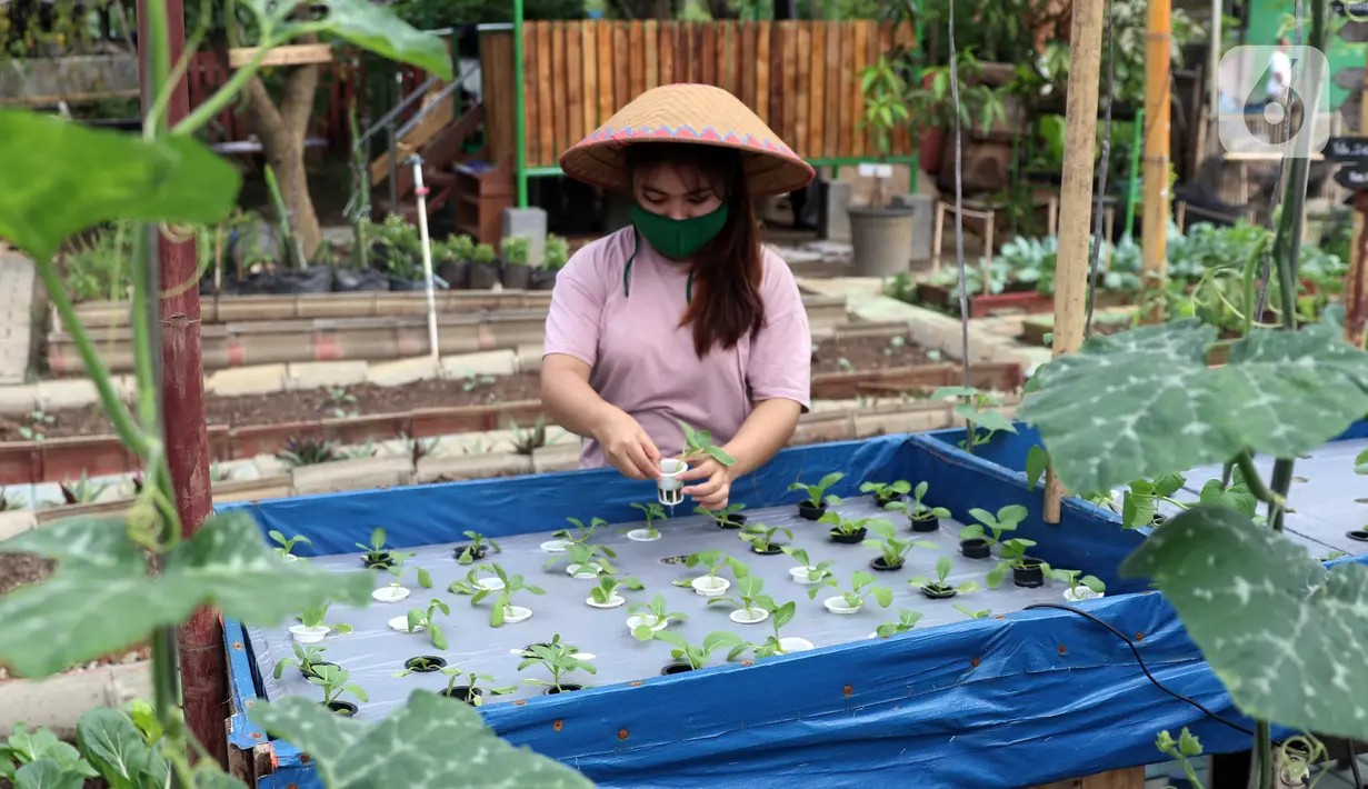 Kelompok Wanita Tani memeriksa sayuran yang ditanam di pekarangan Kompleks Pondok Arum RT 05/02, Kecamatan Karawaci, Kota Tangerang, Banten, Rabu (15/7/2020). Kelompok tersebut menyulap lahan tidur menjadi kebun untuk memenuhi stok pangan selama pandemi COVID-19. (Liputan6.com/Angga Yuniar)