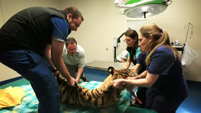 20161116-Harimau-Mata-Juling-Australia-AFP