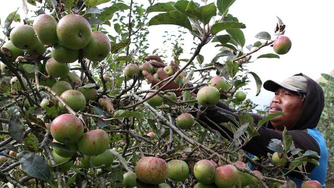 Tanah Pertanian Rusak iApel Malangi Terancam Musnah 