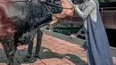 Dari tiga rekomendasi yang diberikan, Ria Ricis memilih sapi super jumbo dengan berat 1,1 ton. Sapi dengan warna unik tersebut bernama Hayabusa. [Instagram/riaricis1795]